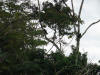 tropical hardwood with howler monkeys costa rica